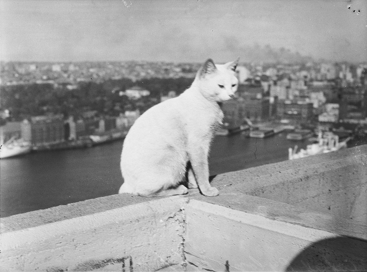Cat , South-East pylon, Sydney Harbour Bridge, 1951