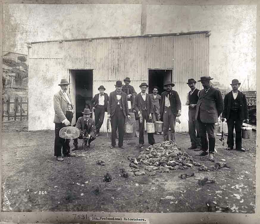 The rat catchers, 1900, Sydney