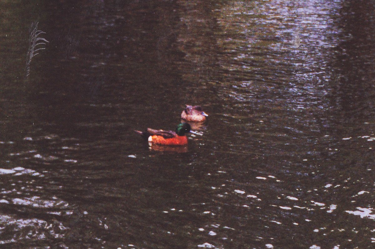 Chestnut Teal (Anas castanea), Sydney city centre (1991)