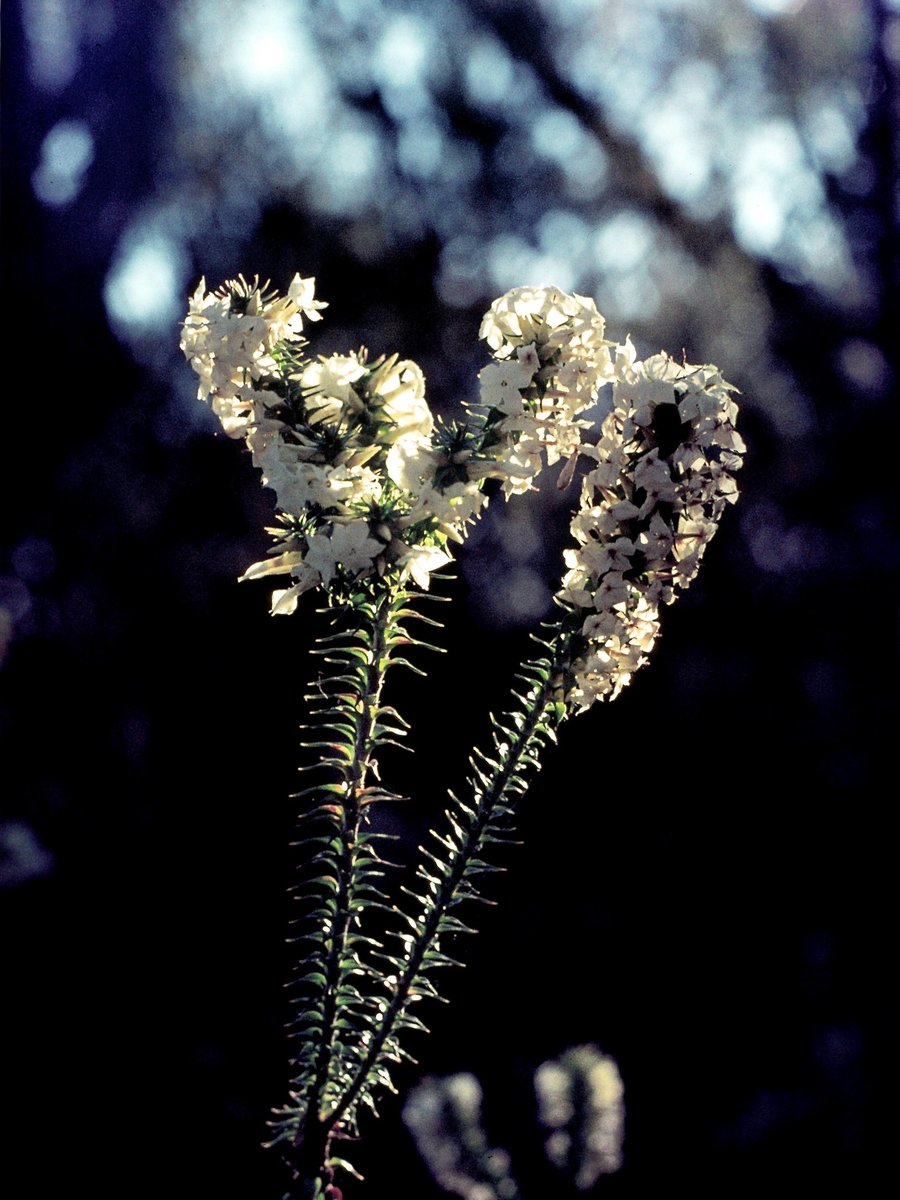 199 Pimelea, Heathcote State Park, Aug 1976
