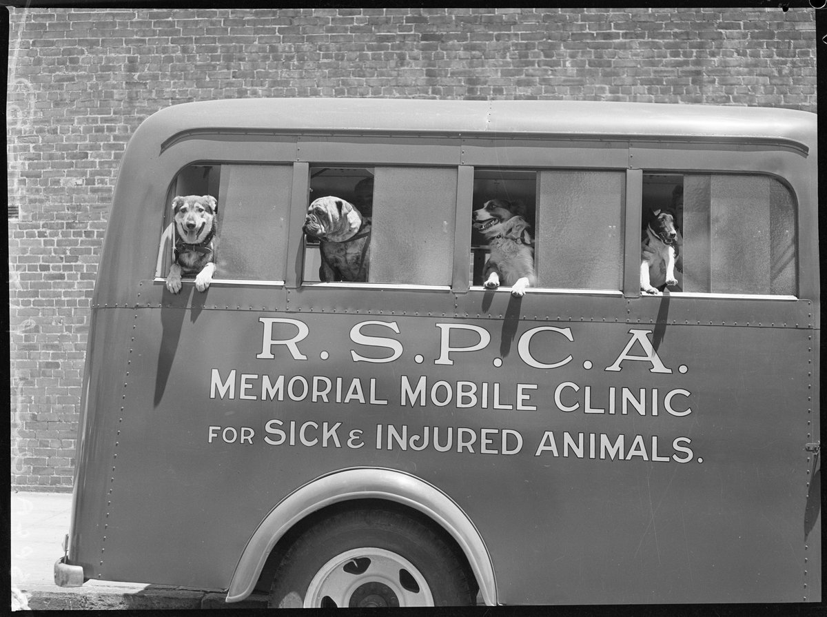 R.S.P.C.A mobile clinic, Sydney (1952)