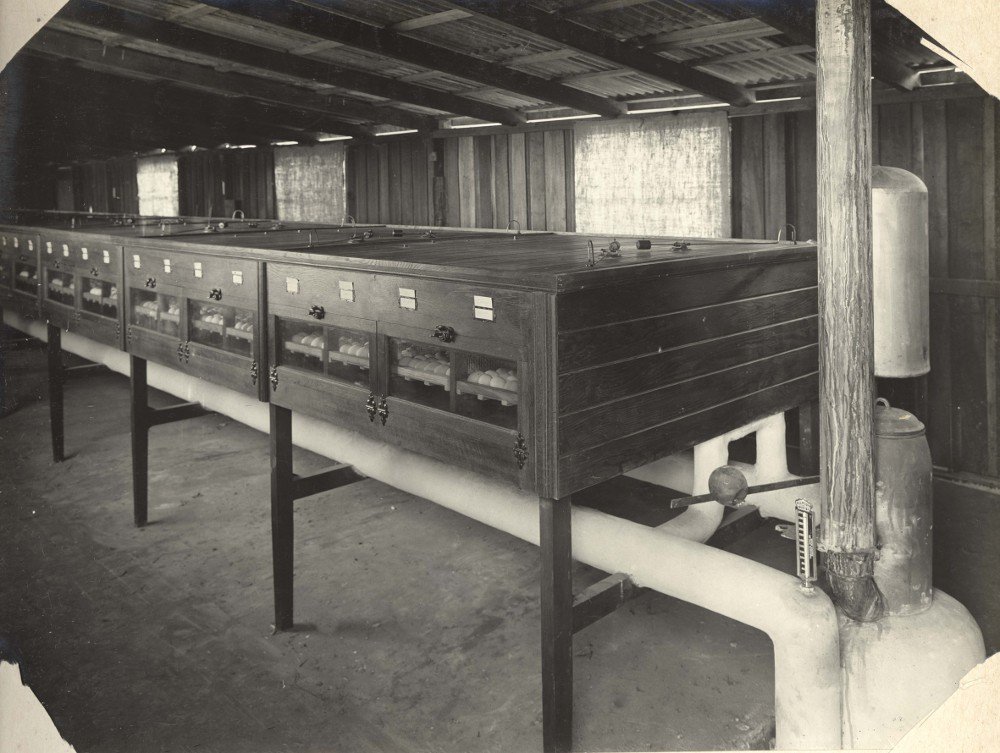 Grantham Soldiers Settlement Estate - Grantham Stud Poultry Farm, incubator house, 1921