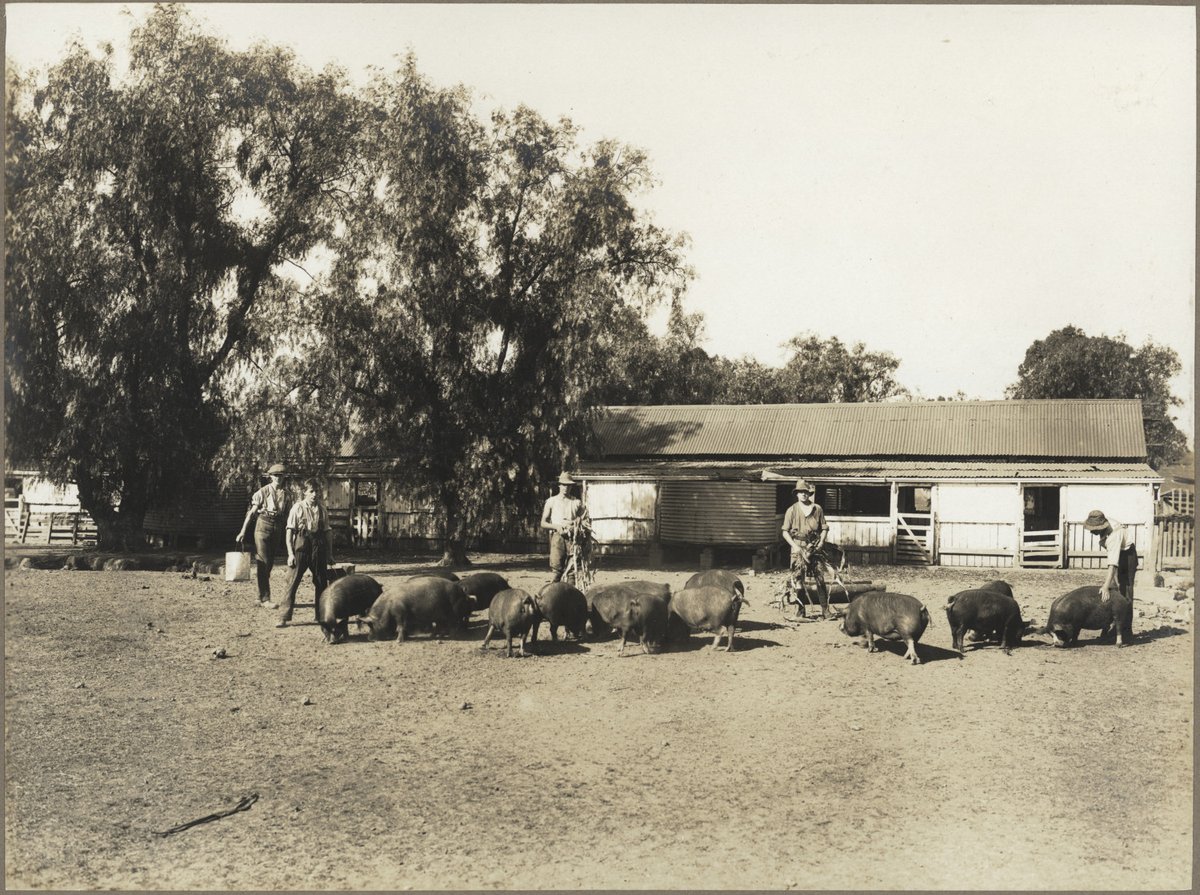 Pigs being fed at Scheyville Training Farm, c. 1926