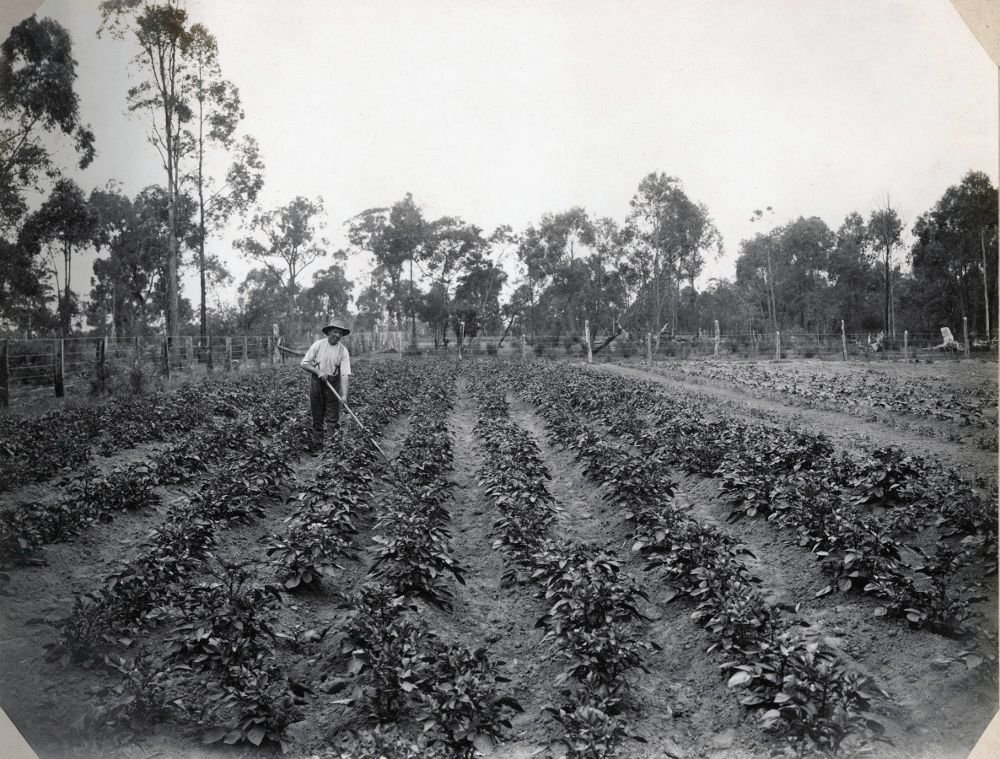 In the potato plot, Bankstown (1921)