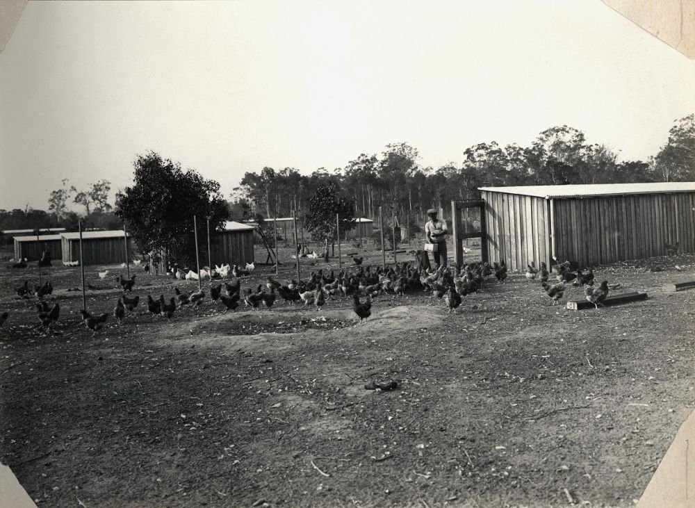Poultry farming, Bankstown (1921)