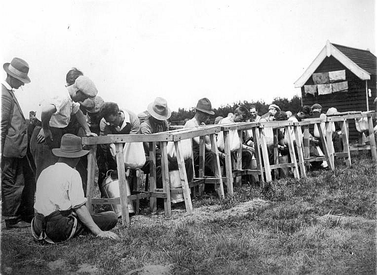 Learning to milk a cow, Scheyville (c. 1926)