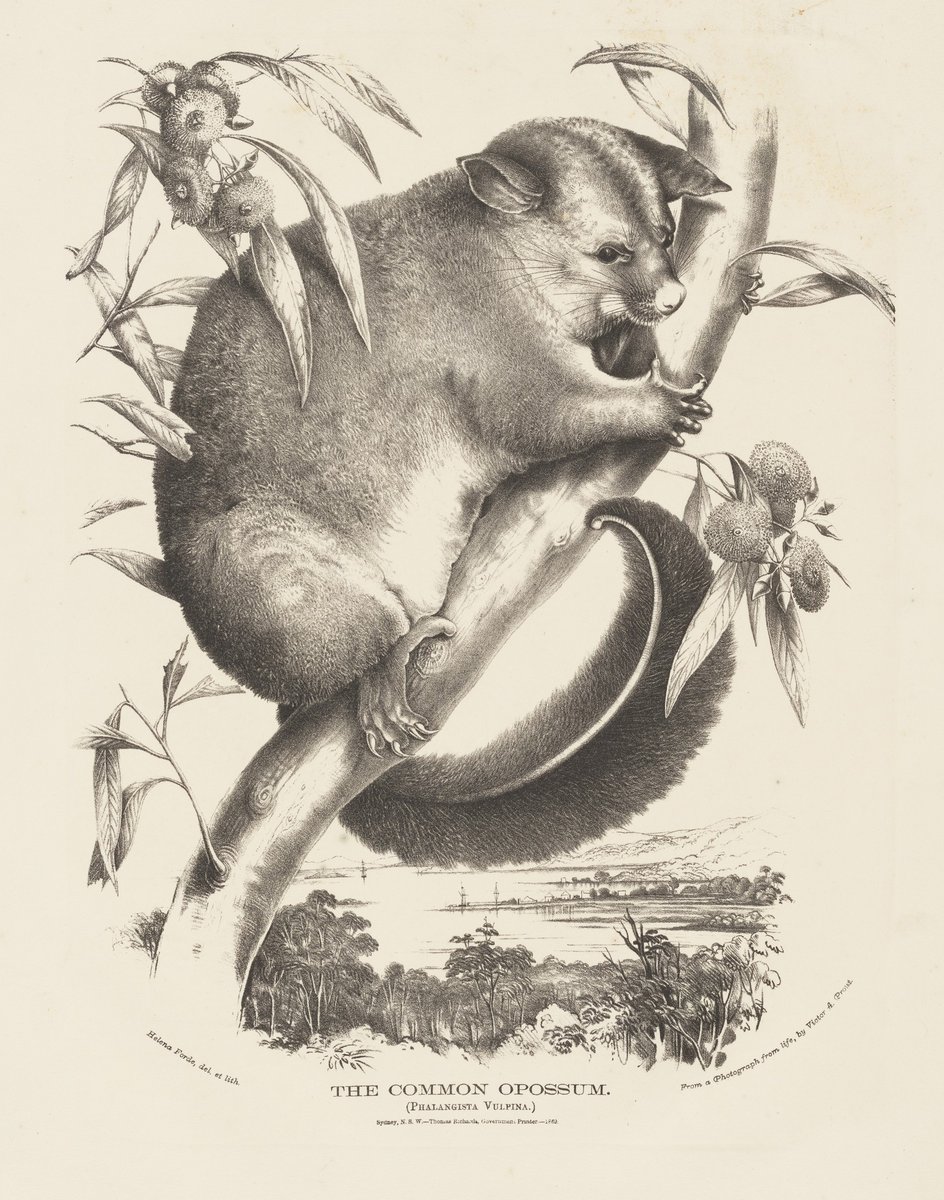 Helena Scott02, Sydney (1871)
