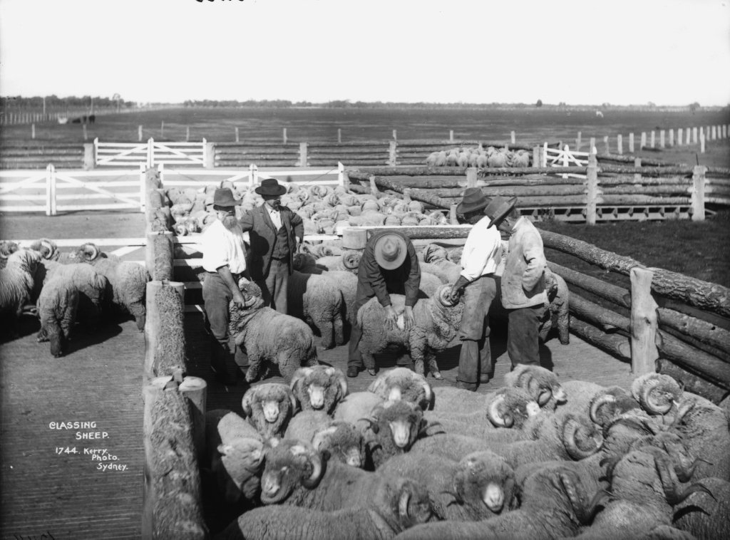 Classing sheep, Sydney city centre (1900)
