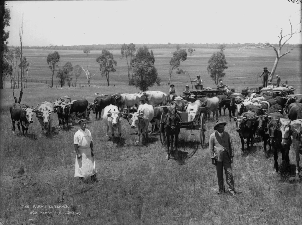 The farmers teams, Sydney city centre (1900)