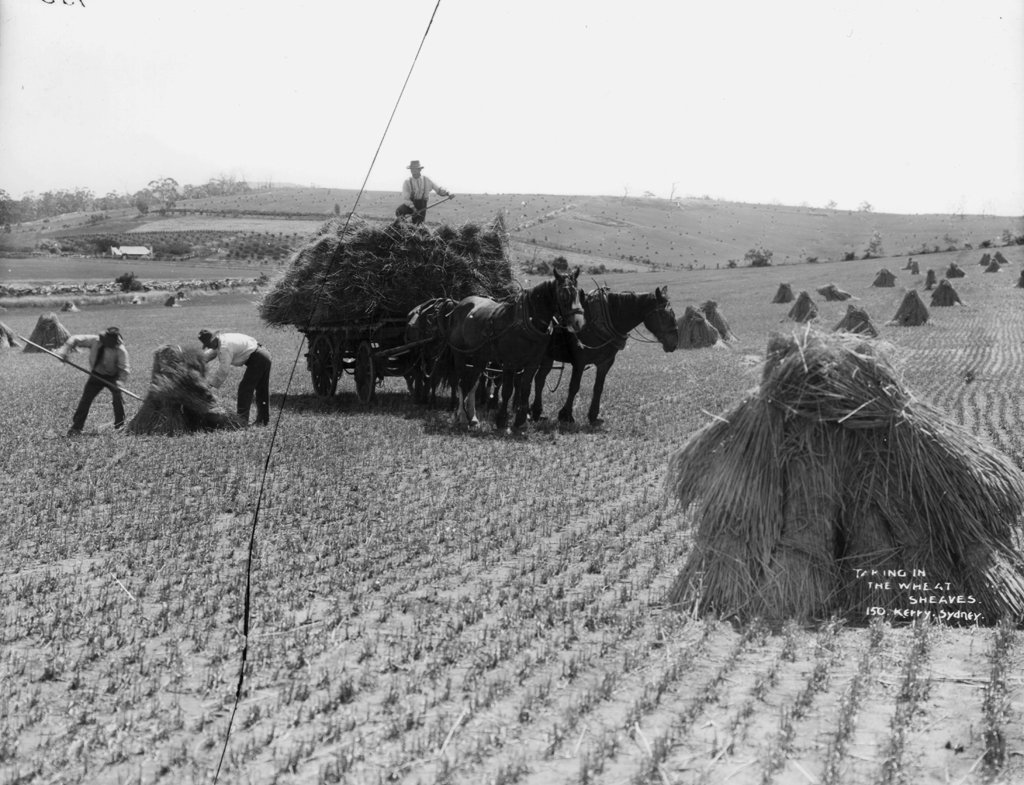 Taking in the wheat sheaves, Sydney city centre (1900)