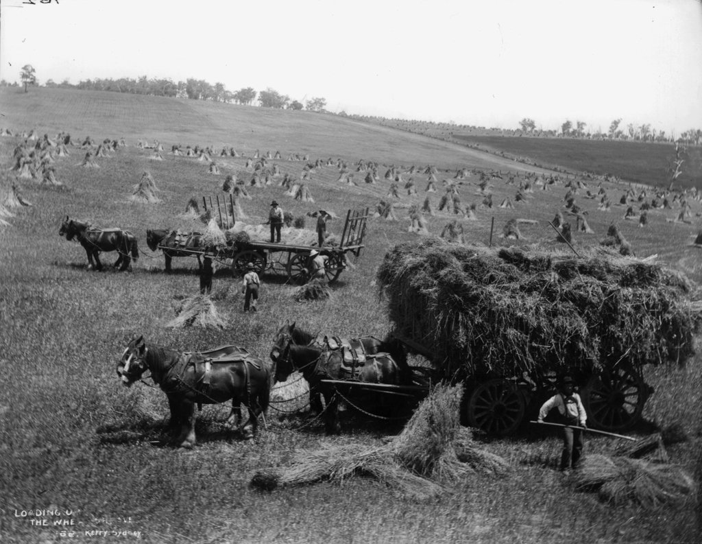 Loading up the wheat sheaves, Sydney city centre (1900)