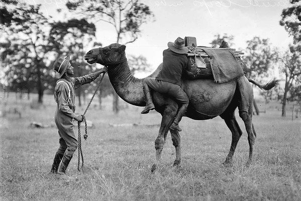 Army Camel Corp training, 1916