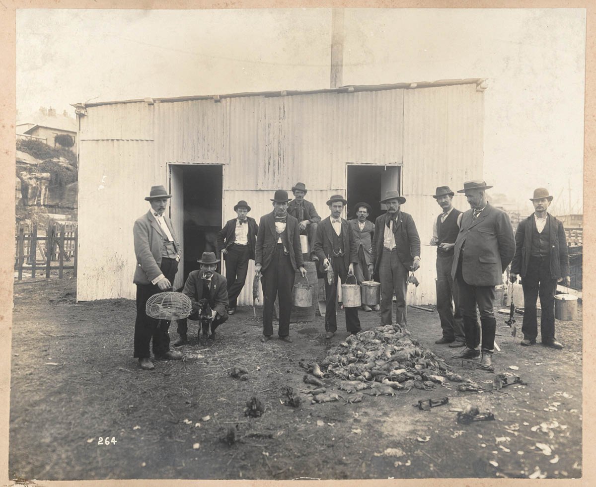 Professional ratcatchers Sydney 1900 Degotardi