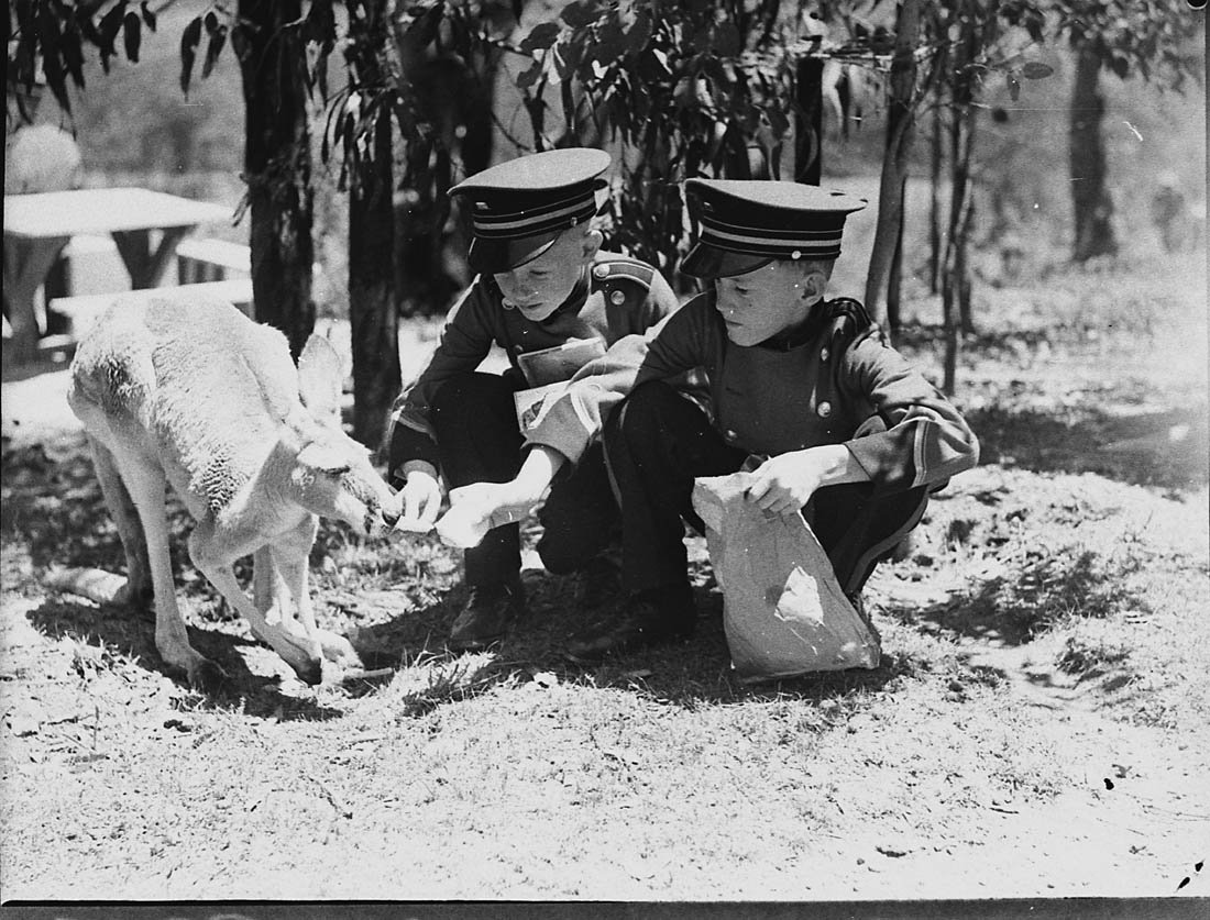 Adelaide Boys' Band at Koala Park, 15 January 1937 photographed by Sam Hood
