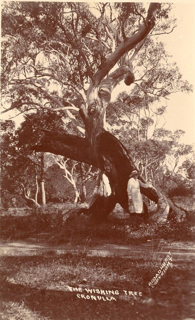 The Wishing Tree Cronulla (1900–27)