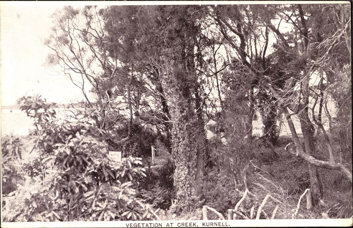 Vegetation a creek Kurnell (1900–27)