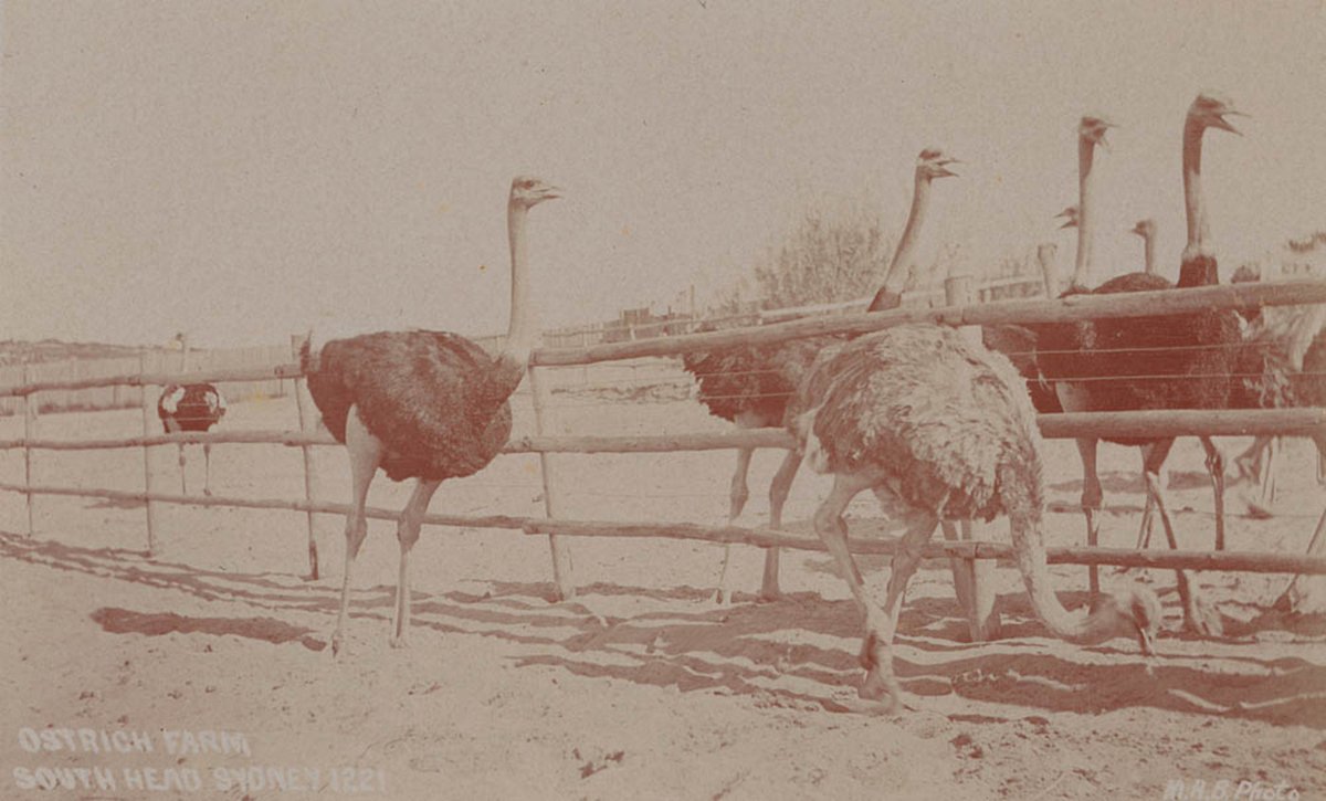 Ostrich Farm South Head NSW, Watsons Bay (1900–27)