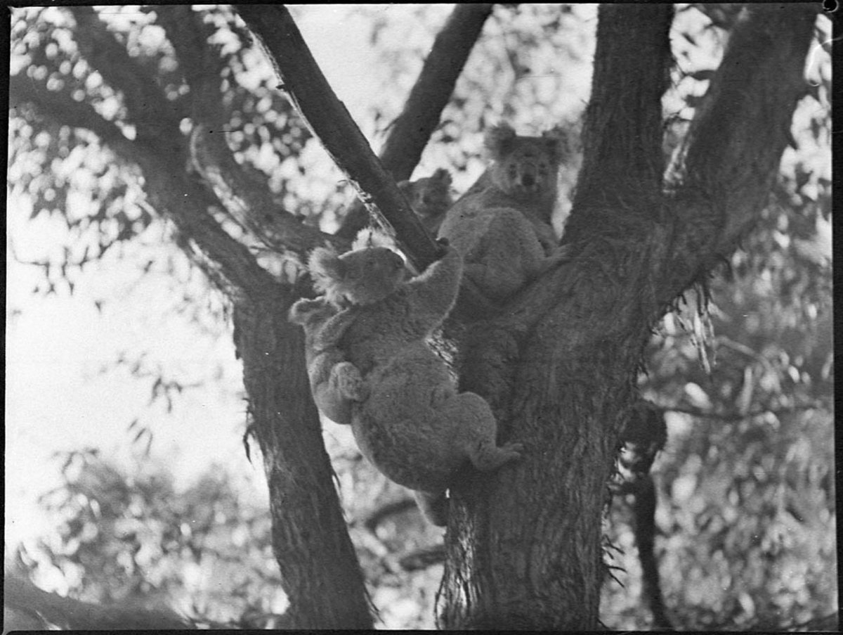 Christening of Bears at Koala Park, West Pennant Hills (1938)