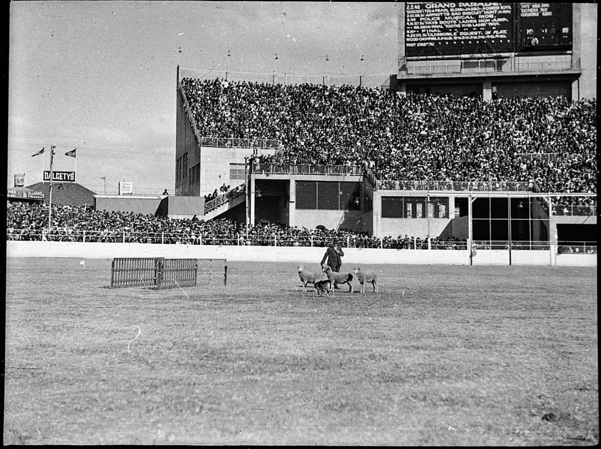 Sheepdog trials Royal Easter Show, Moore Park (1938)