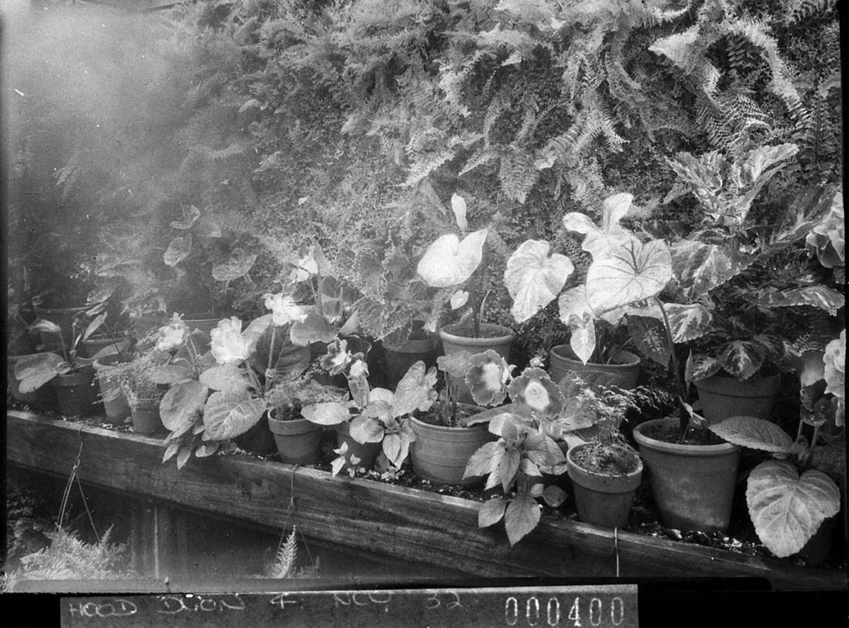 A closeup of some hothouse plants Mr Reltons home Bronte Rd, Waverley (1945)