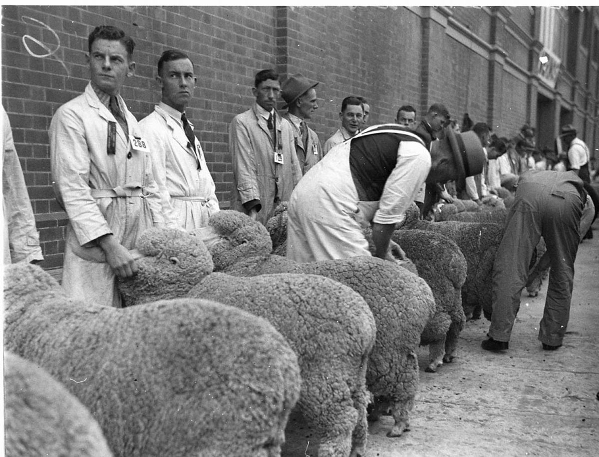 A judge Mr Stonehaven opening the fleece of an ewe (1930s)