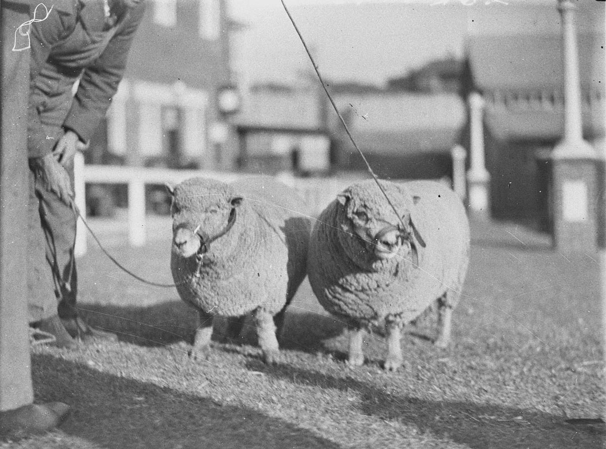 A pair of Merino ewes, 1934