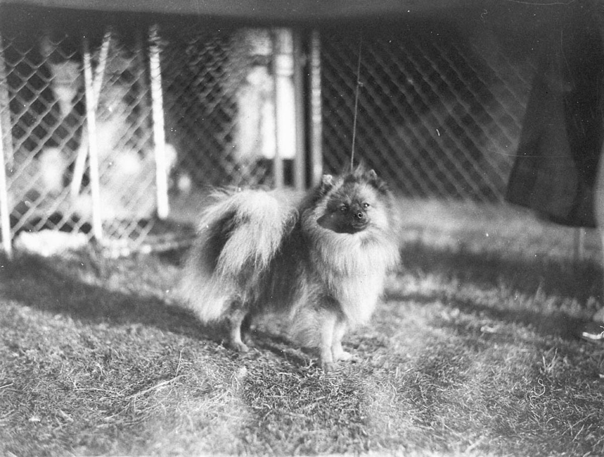 A Pomeranian (1930s)