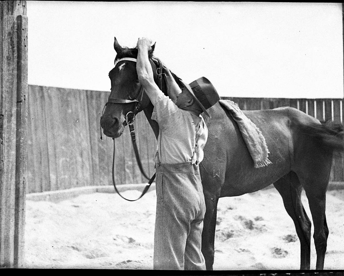 A yearling in the sandpit at Ingliss Yearling Sales (1935)