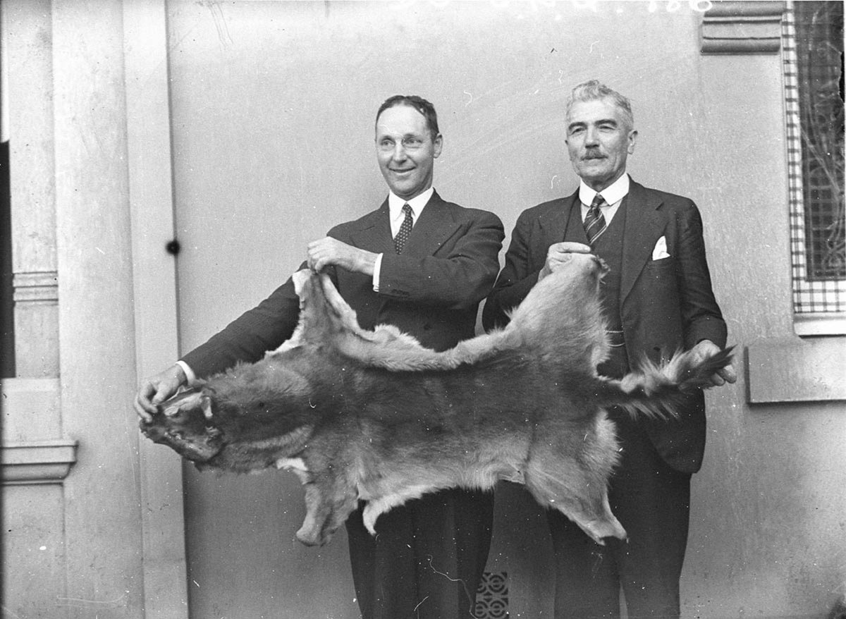Alfred S Henry and Matthew Kilpatrick holding the pelt of the largest dingo ever caught at that time tabled as a document in Parliament Sydney (1934)
