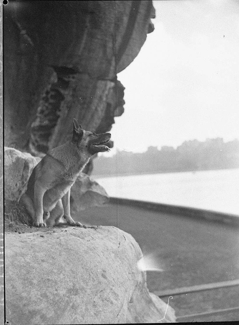 Alsatian dog in the Domain (1937)