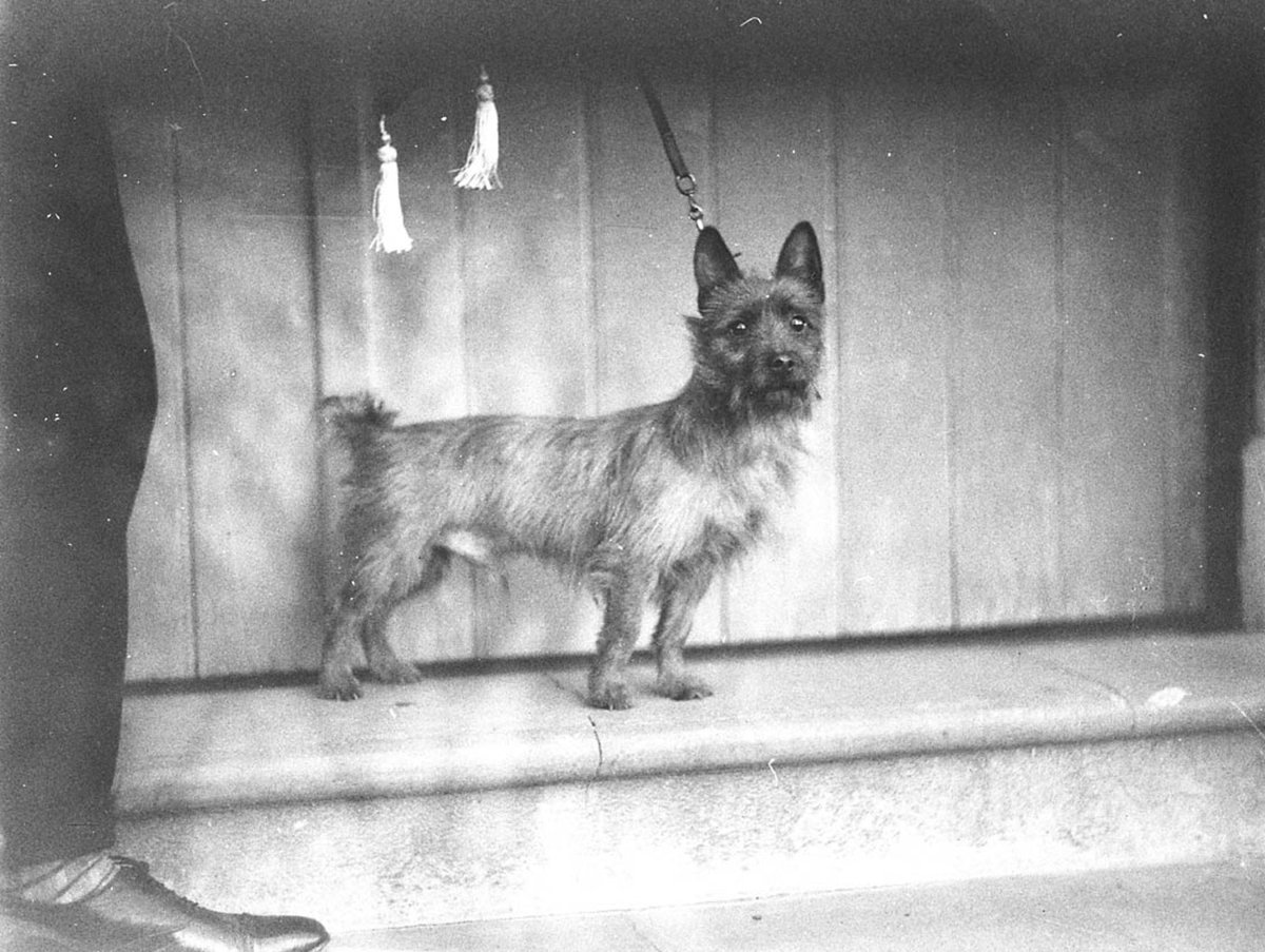 An Australian terrier dog (1930s)