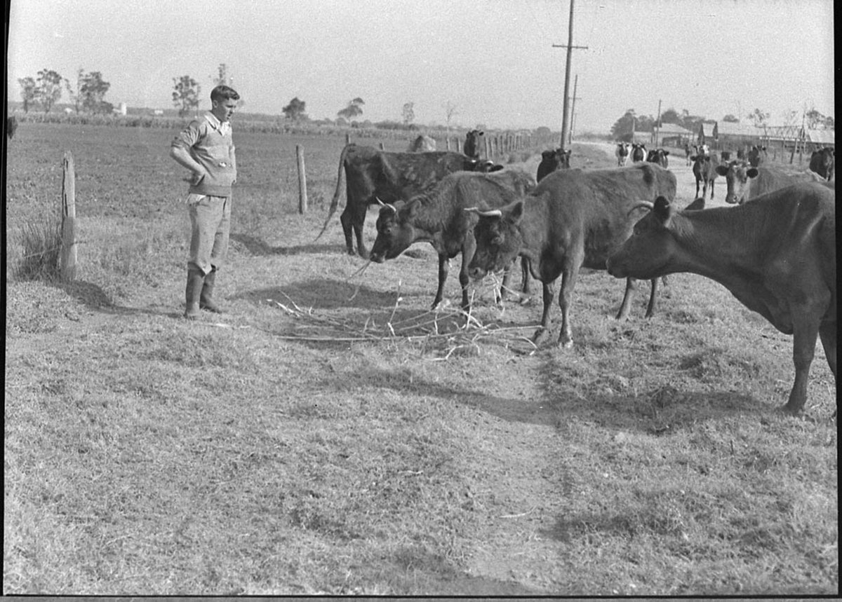 Ash Island farm (1957)