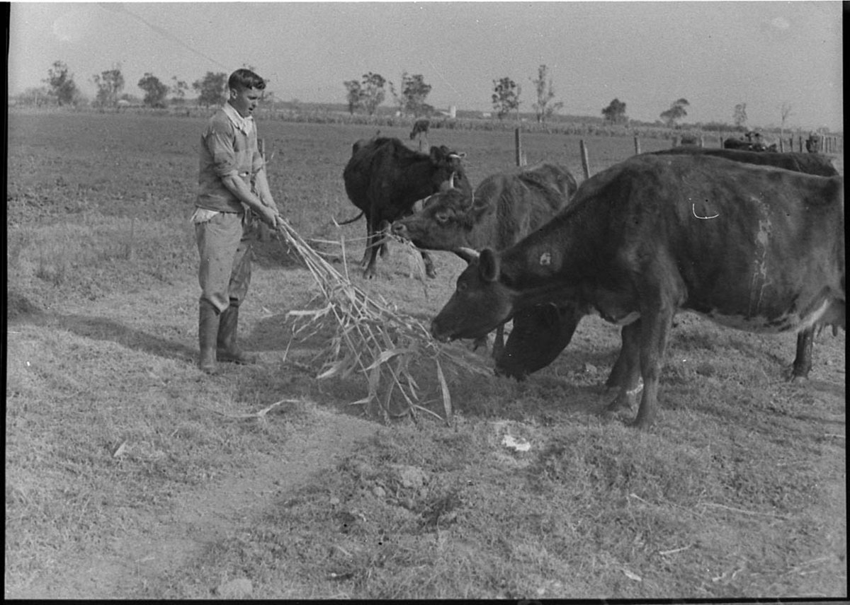 Ash Island farm (1957)