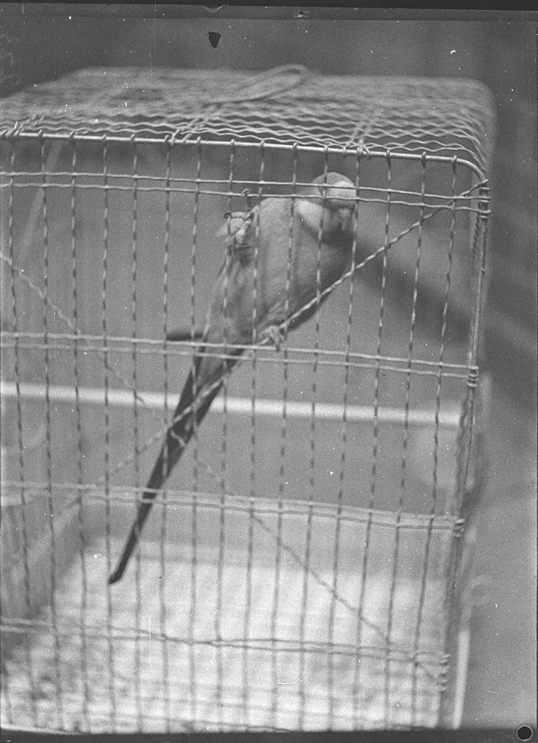 Bird show City (1935)
