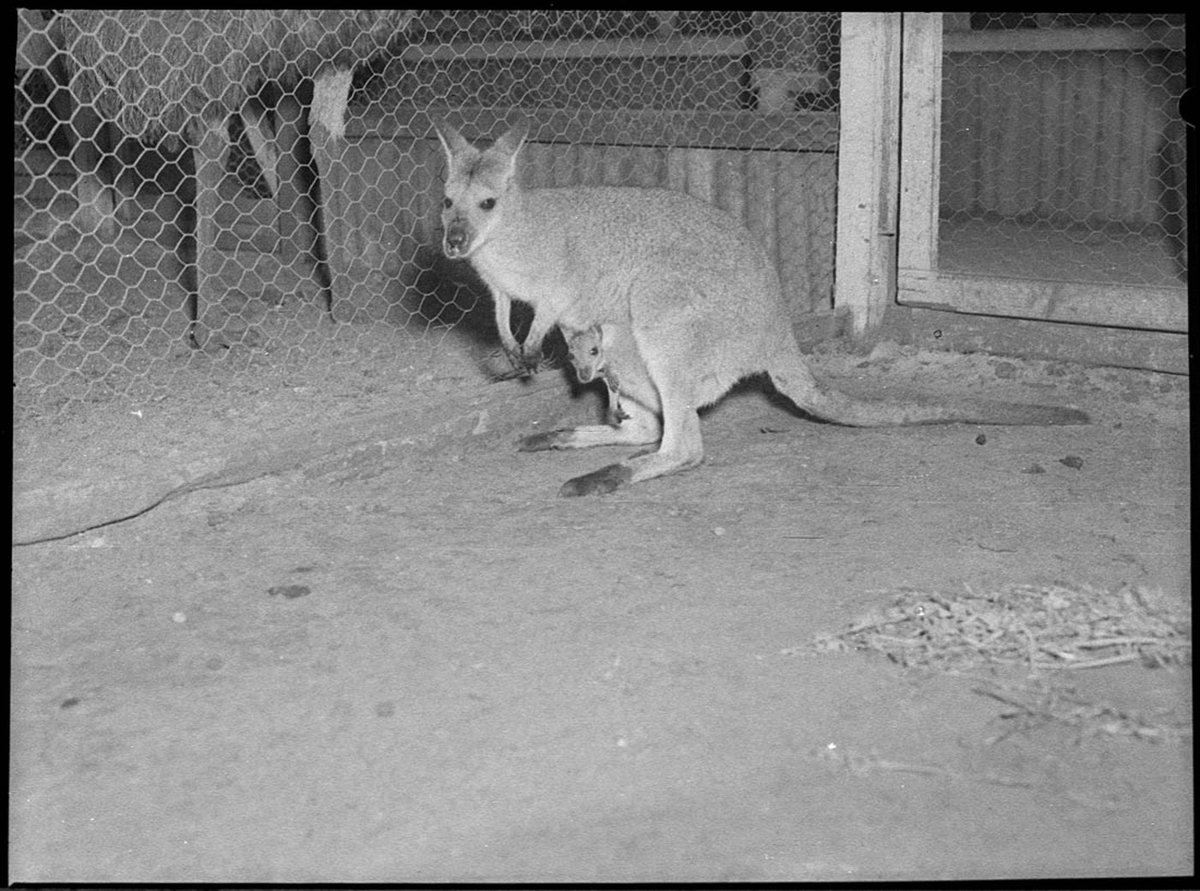 Cary Bay zoo (1954)