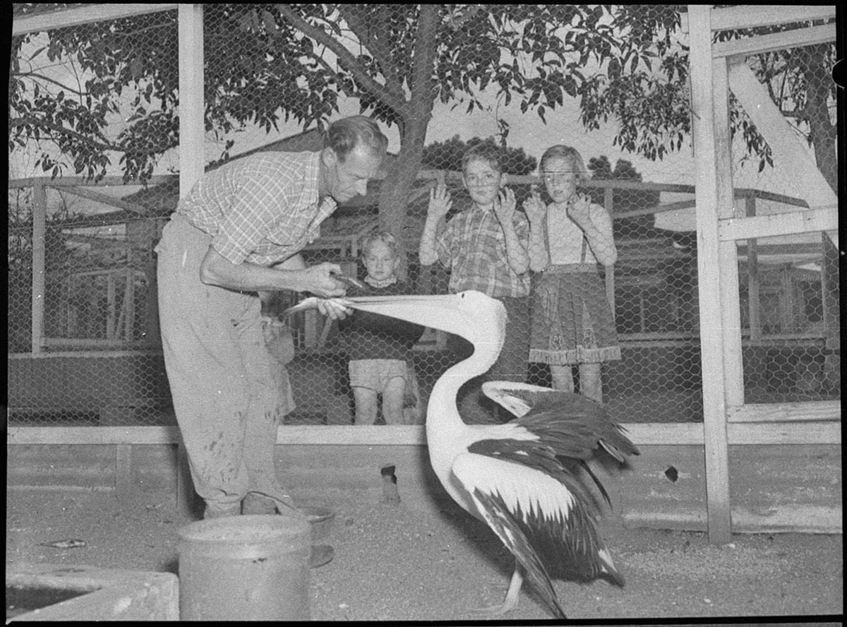 Cary Bay zoo (1954)