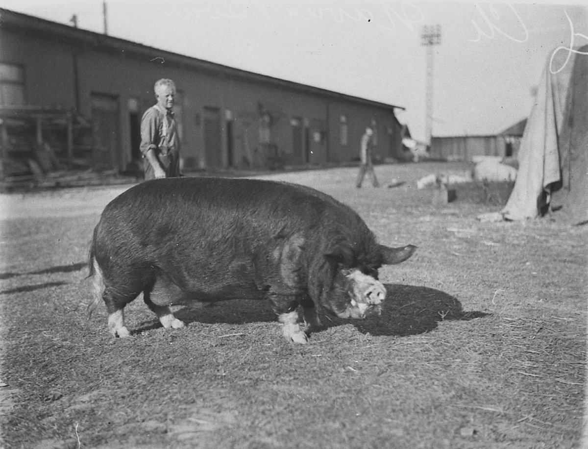 Casius sow (1930s)