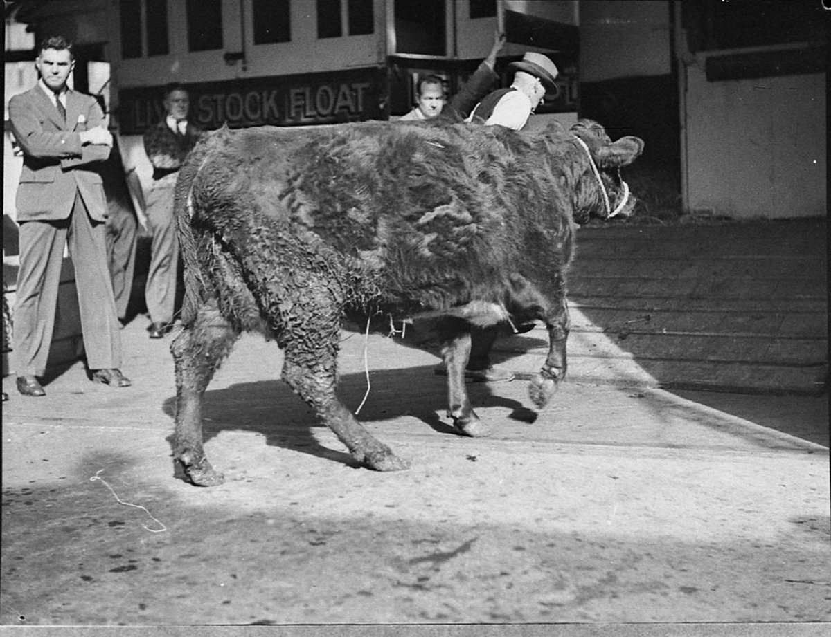 Cattle arriving by the Awatea taken for The Land newspaper (1937)