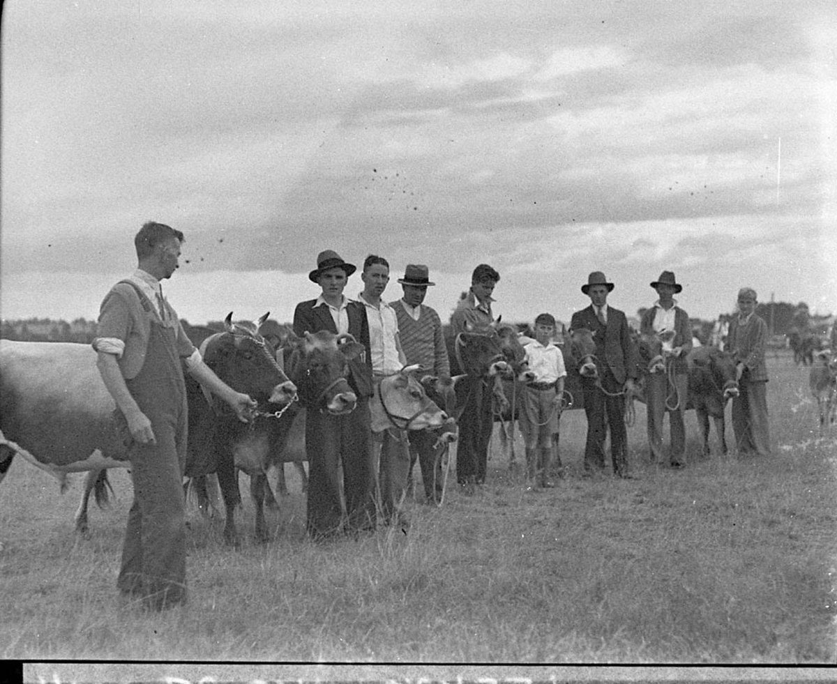 Cattle judging at Liverpool Show Jersey bull progeny section (1935)