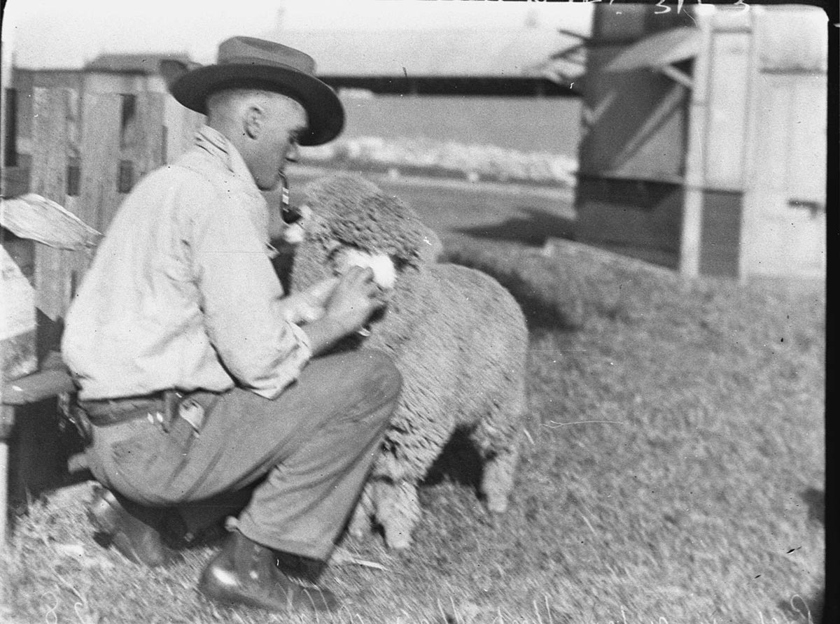 Champion and grand champion ewes lined up after the awards with their ribbons (1934)