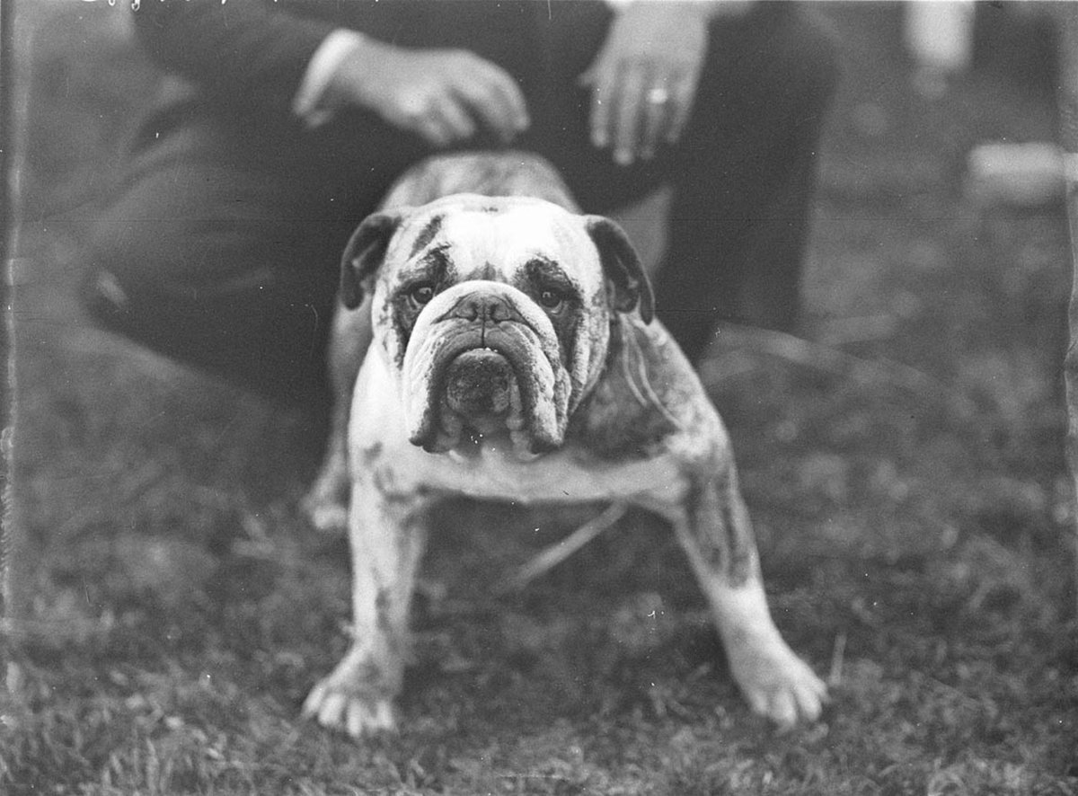 Champion bulldog (1920–30)