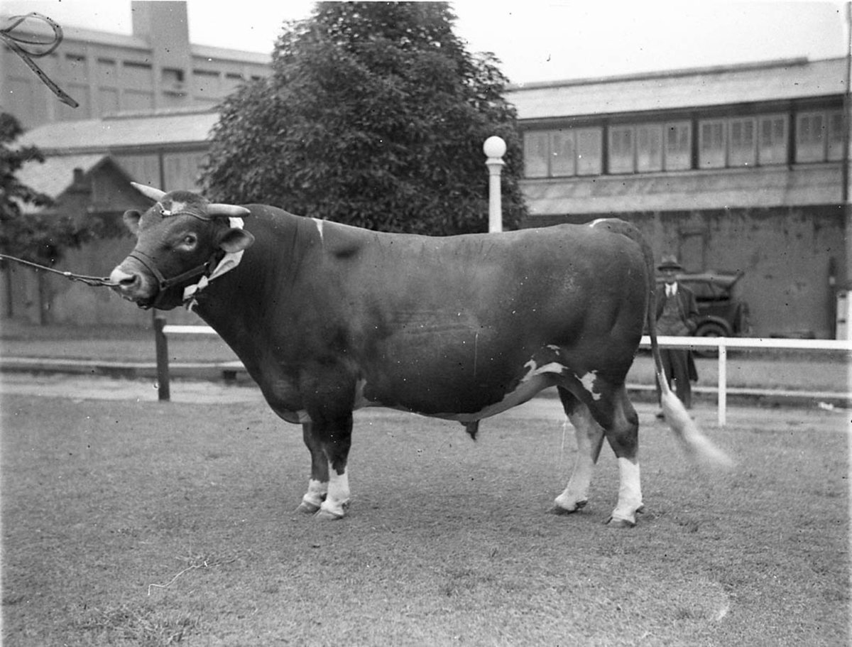 Champion Guernsey bull (1925–57)