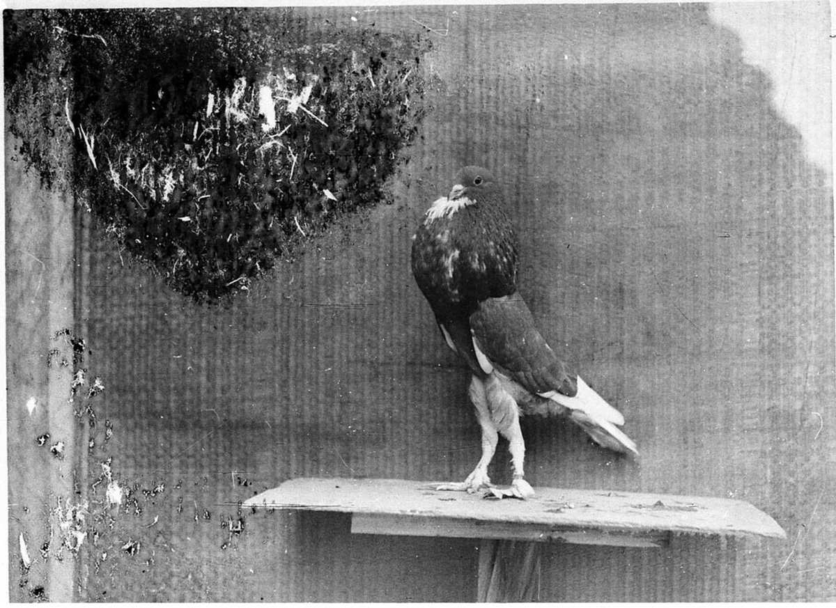 Champion racing pigeon (1930s)