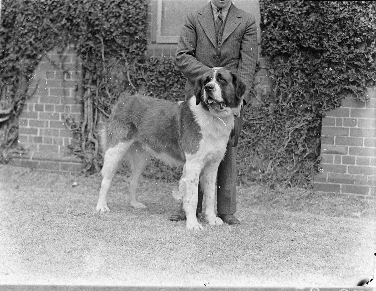 Champion St Bernard (1935)