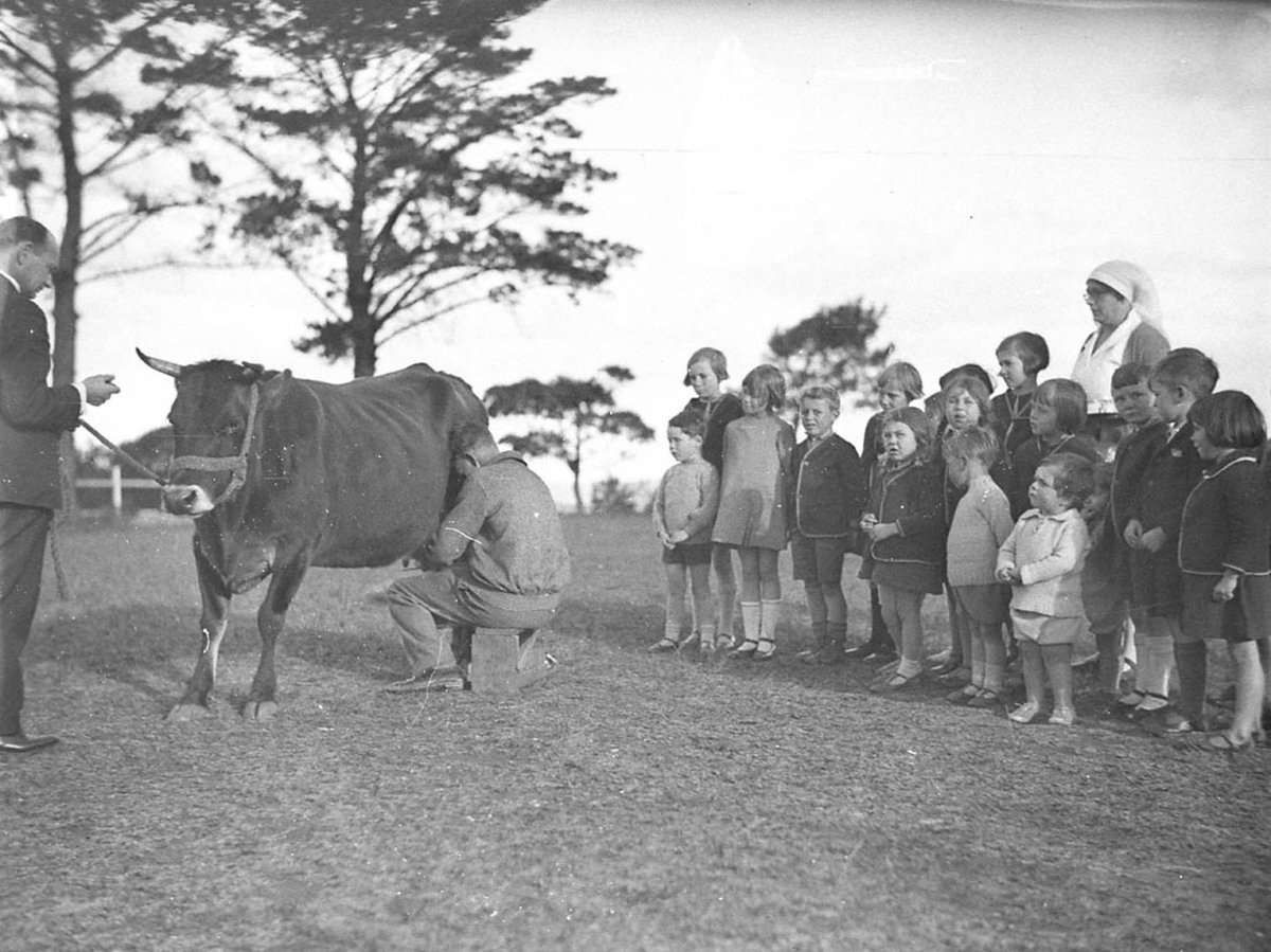 Children watch a cow being milked Dalwood Home, Balgowlah (1929)