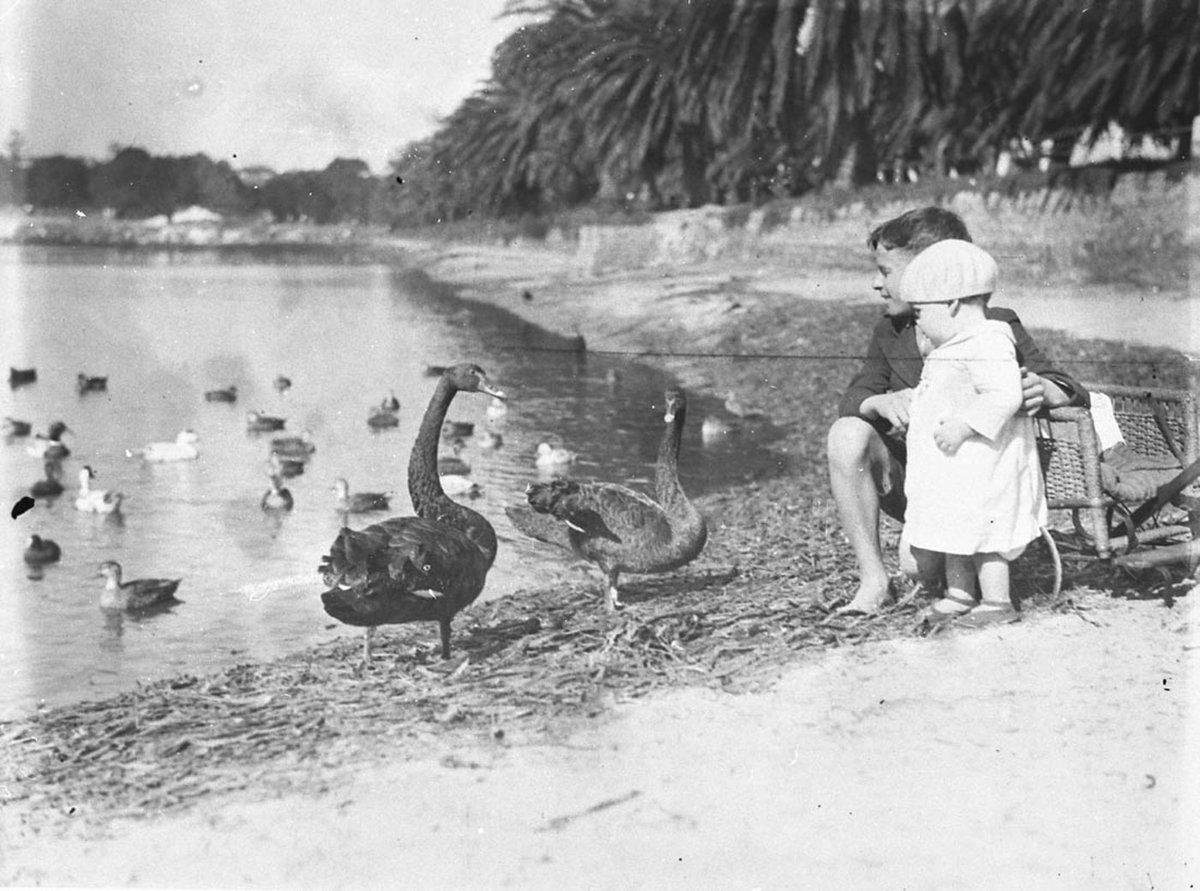Children with black swans and ducks in Centennial Park, Moore Park (c. 1934)