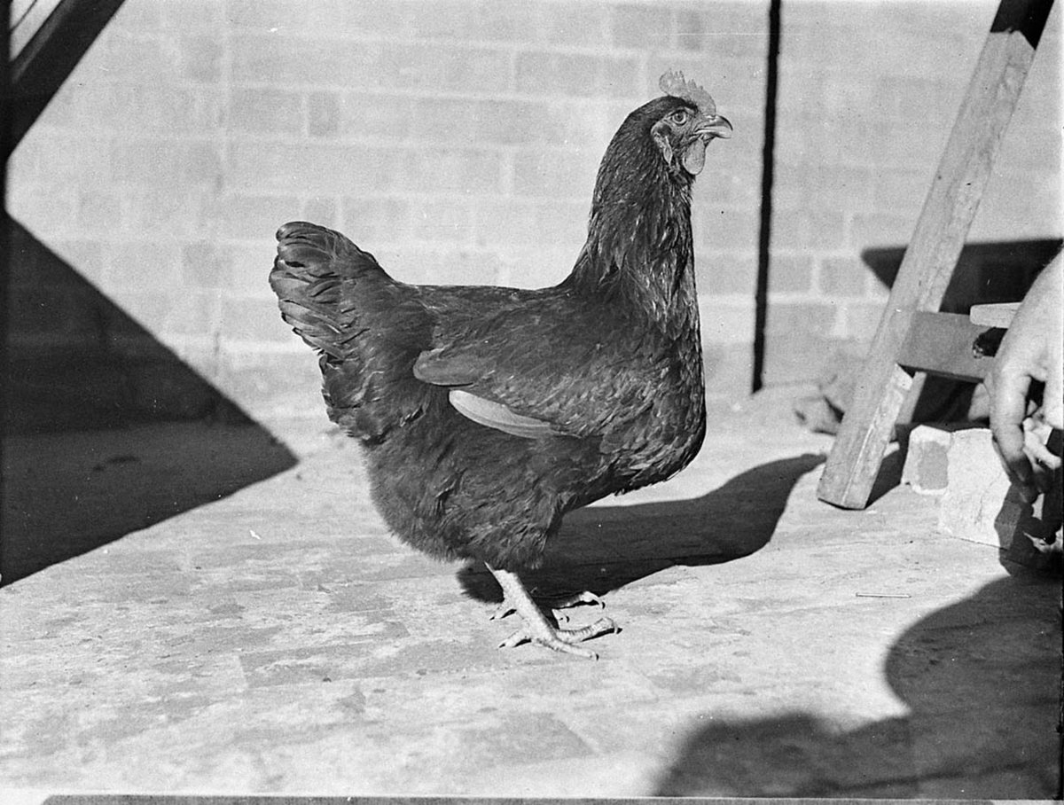 Chook (c. 1935)