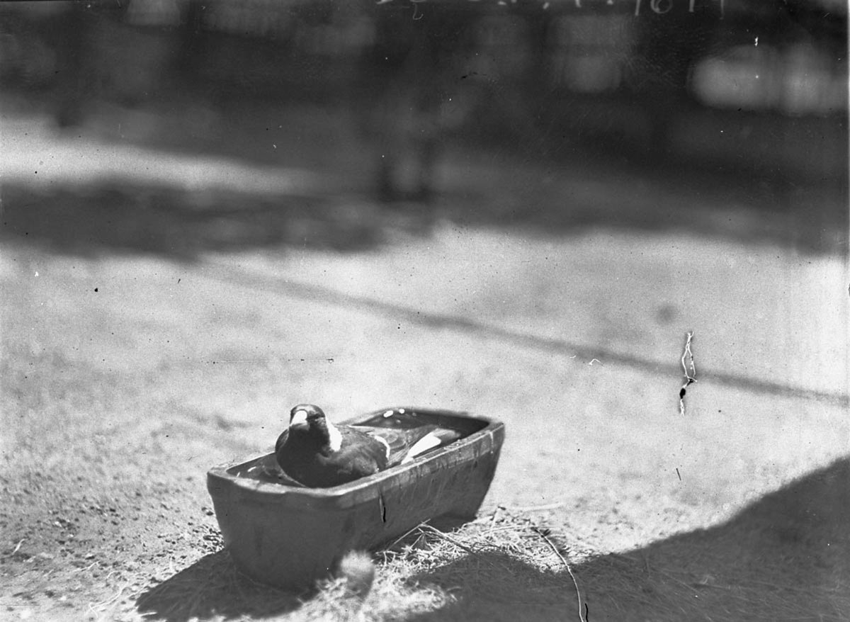 Closeup of a bird in a small box (c. 1932)