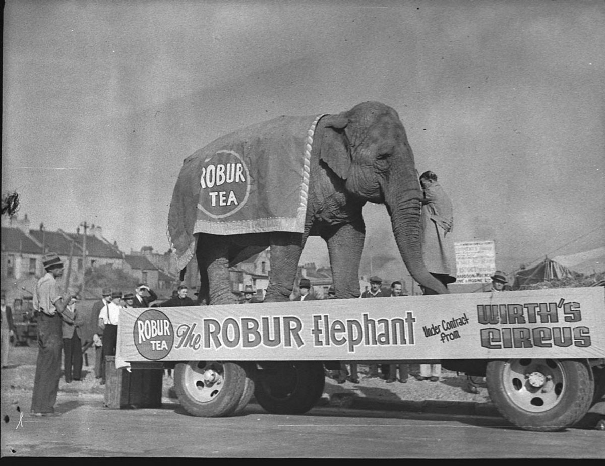 Elephant advertising Robur Tea, Sydney (1939)