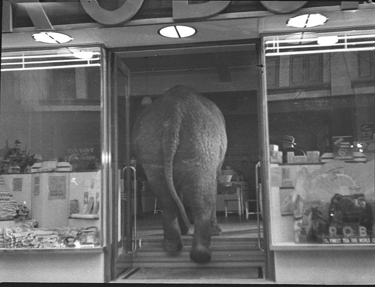 Elephants tea party (1939)